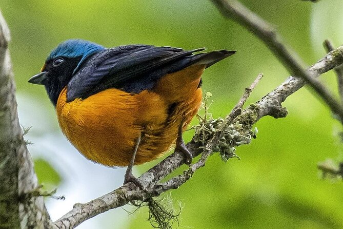 Quetzal Quest Birdwatching Adventure at Rey Tepepul Lookout - Feedback From Previous Participants