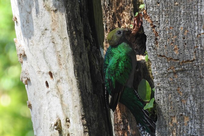 Quetzal Tour on Lake Atitlan - Tour Itinerary and Details