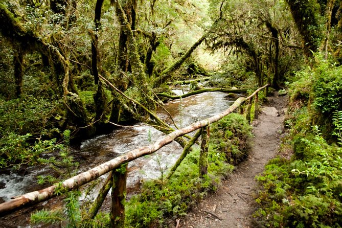 Queulat National Park in Coyhaique - Hiking and Trekking Trails