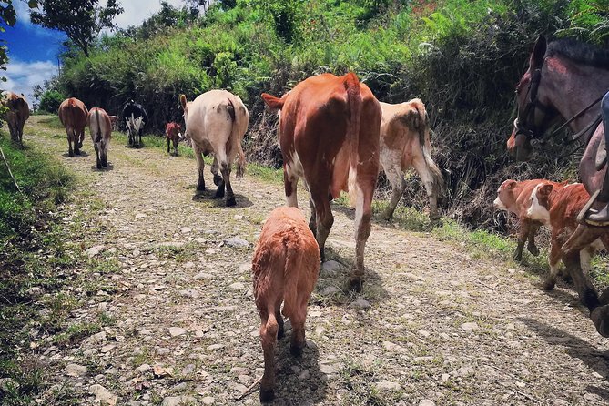 Queveri Horseback Riding Tours - Cattle Herding Experience