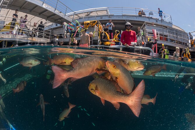 Quicksilver Great Barrier Reef Snorkel Cruise From Port Douglas - Meeting and Pickup Details