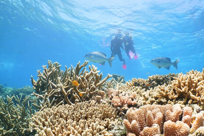 Quicksilver Outer Great Barrier Reef Snorkel Cruise From Palm Cove - Itinerary and Activities