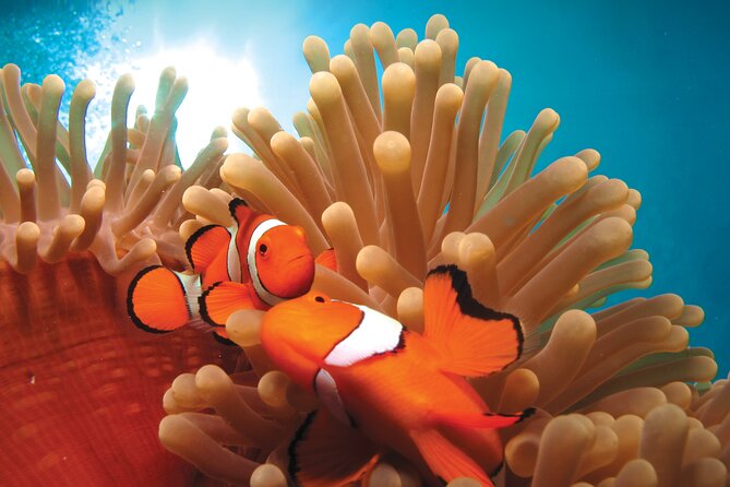 Quicksilver Outer Great Barrier Reef Snorkel Cruise From Palm Cove - Capacity and Policies