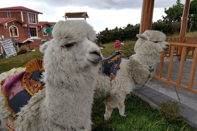 Quilotoa Crater Lake Private Day Tour: Trekking, Market, Art and Llamas - Vibrant Local Artisan Market