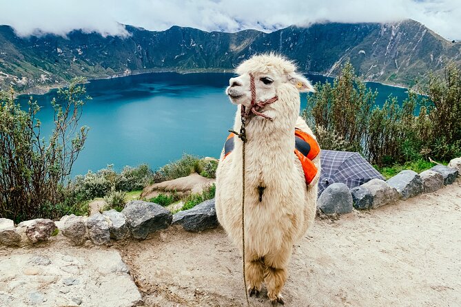 Quilotoa Tour Full Day With Lunch - Booking and Pricing