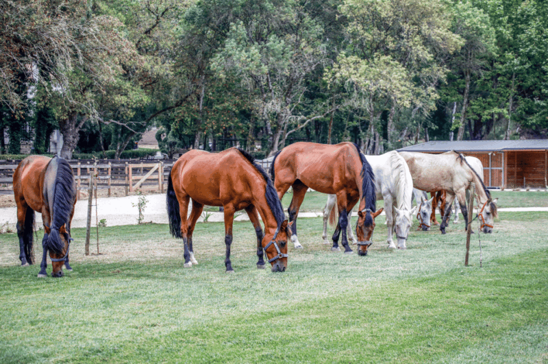 Quinta Das Murgas: Wine Tasting Tour - Pricing and Booking