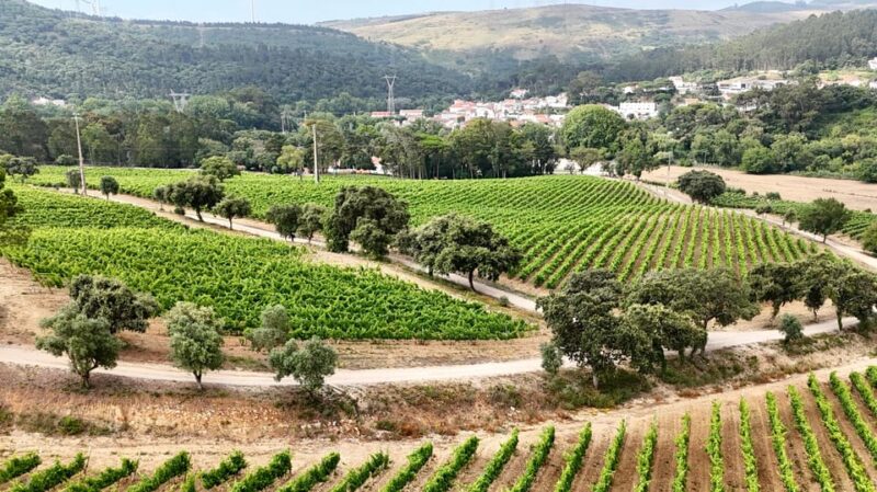 Quinta Das Murgas: Wine Tasting Tour - Estates History and Traditions