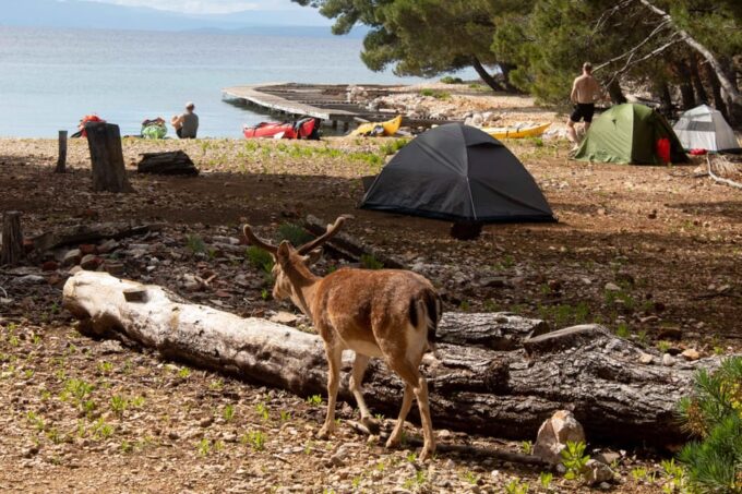Rab & Adriatic Islands: 6 Day Sea Kayak Camping Tour - Accommodation and Meals