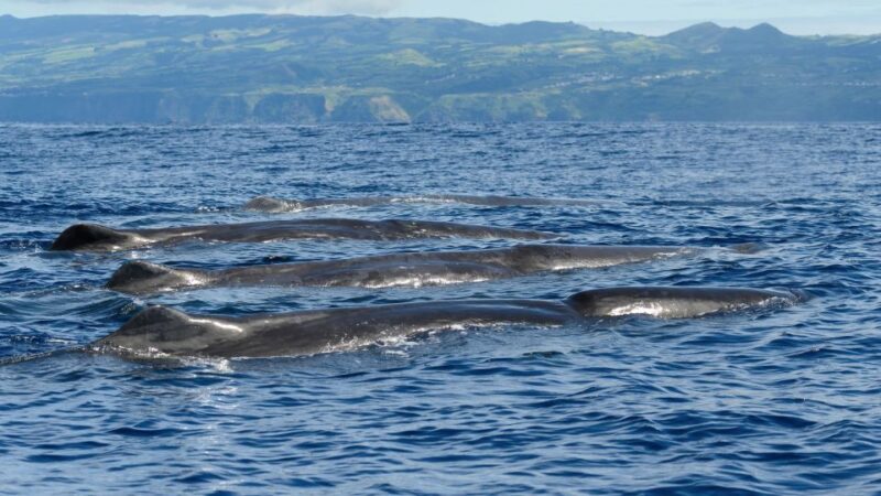 Rabo De Peixe: Sperm Whale Sanctuary Expedition - Inclusions and Restrictions