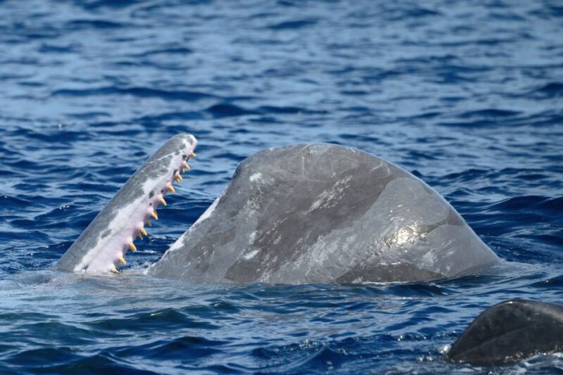 Rabo De Peixe: Sperm Whale Sanctuary Expedition - Important Meeting Details