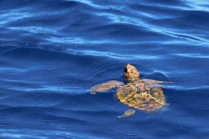 Rabo De Peixe: Sperm Whale Sanctuary Expedition - Customer Feedback and Ratings