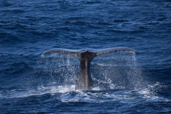 Rabo De Peixe: Sperm Whale Sanctuary Expedition - Booking and Availability