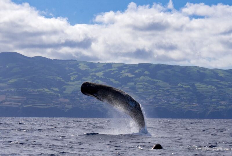 Rabo De Peixe: Sperm Whale Sanctuary Expedition - Key Points