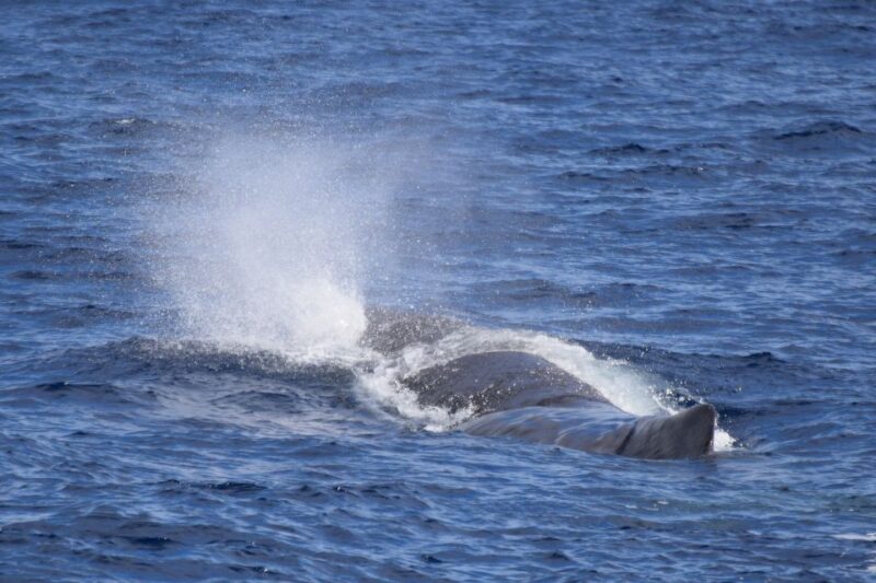 Rabo De Peixe: Sperm Whale Sanctuary Expedition - Highlights and Learning Opportunities
