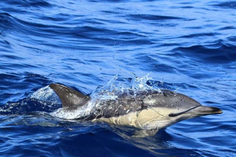 Rabo De Peixe: Sperm Whale Sanctuary Expedition - Inclusions and Restrictions