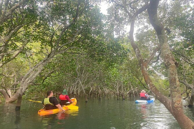 Raby Bay Wildlife Kayak Tour - Raby Bay Wildlife Kayak Tour Review: A Calm, Close-Up Look at Marine Life