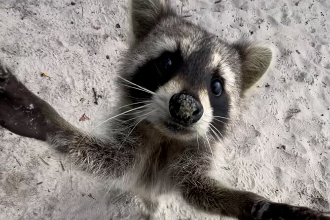 Raccoon Island Boat Tour - Indian Creek, Sanbar and Raccoons - Meeting and Parking Details