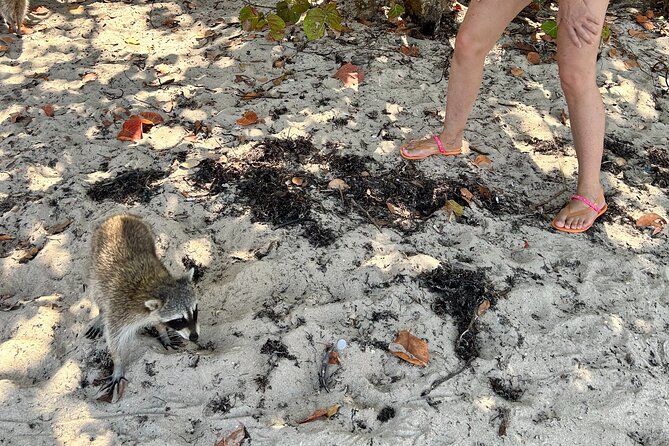Raccoon Island Boat Tour - Indian Creek, Sanbar and Raccoons - Participation Information