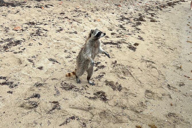 Raccoon Island Boat Tour - Indian Creek, Sanbar and Raccoons - Important Notes