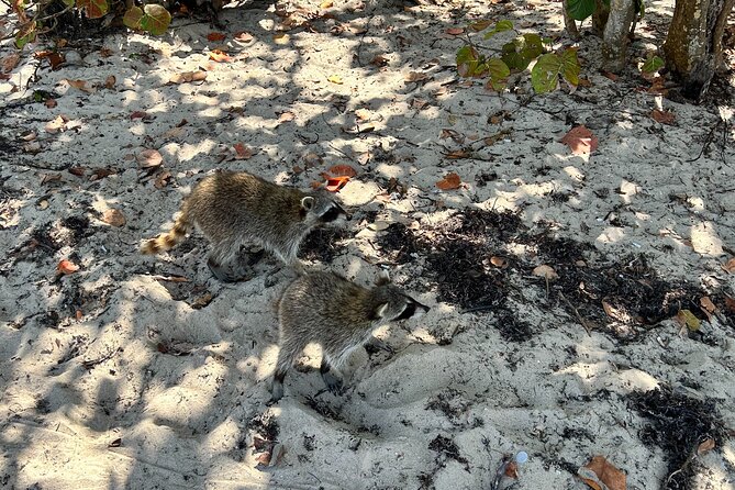 Raccoon Island Boat Tour - Indian Creek, Sanbar and Raccoons - Exploring Indian Creek