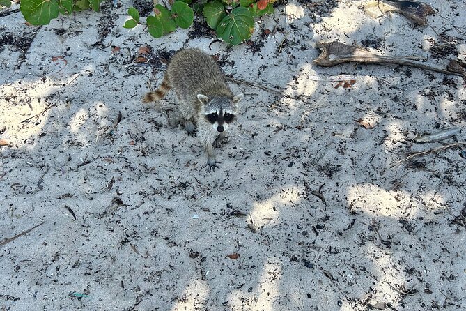 Raccoon Island Boat Tour - Indian Creek, Sanbar and Raccoons - Sanbar Adventures