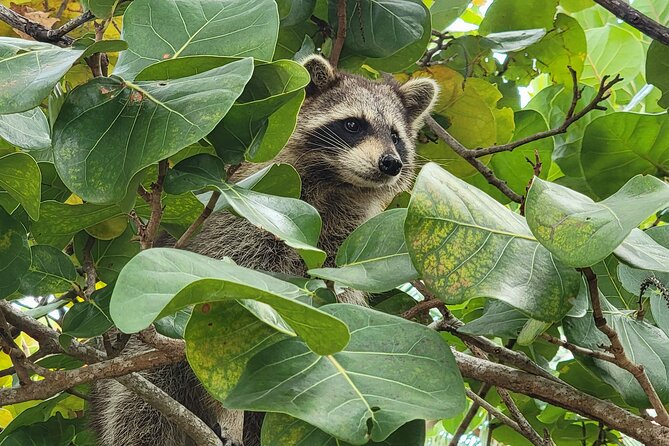 Raccoon Island Exploration on Sup/Kayak - Customer Reviews and Feedback