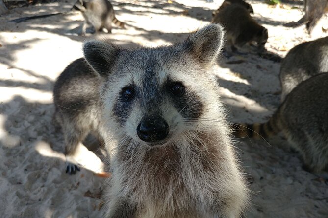 Raccoon Island Exploration on Sup/Kayak - Interacting With Friendly Raccoons