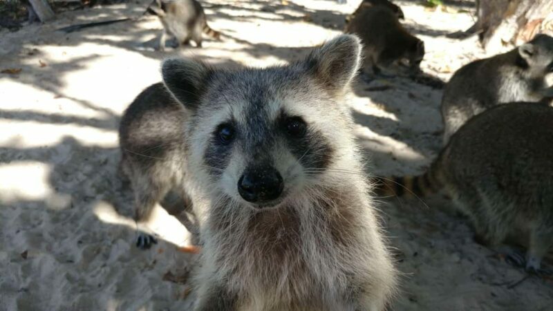 Raccoon Island: Exploration on SUP/Kayak - An Overview of the Experience