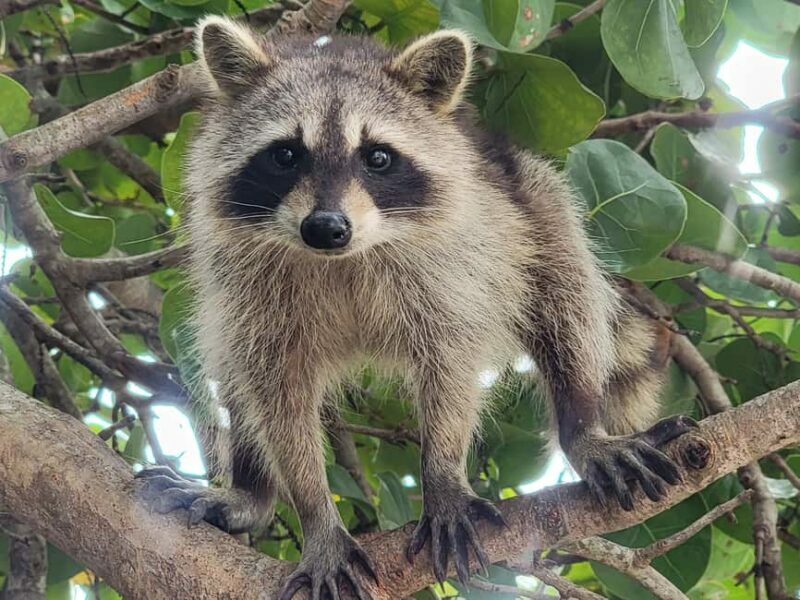 Raccoon Island: Exploration on SUP/Kayak - The Scenic Components: Paddling and Views