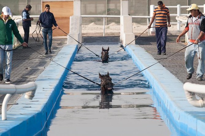 Racehorse Stable Tour With Breakfast at Meydan Racecourse - Inclusions