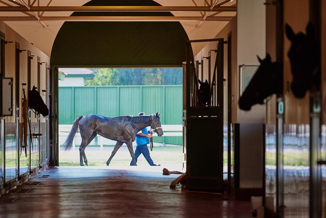 Racehorse Stable Tour With Breakfast at Meydan Racecourse - Racehorse Feeding Precautions
