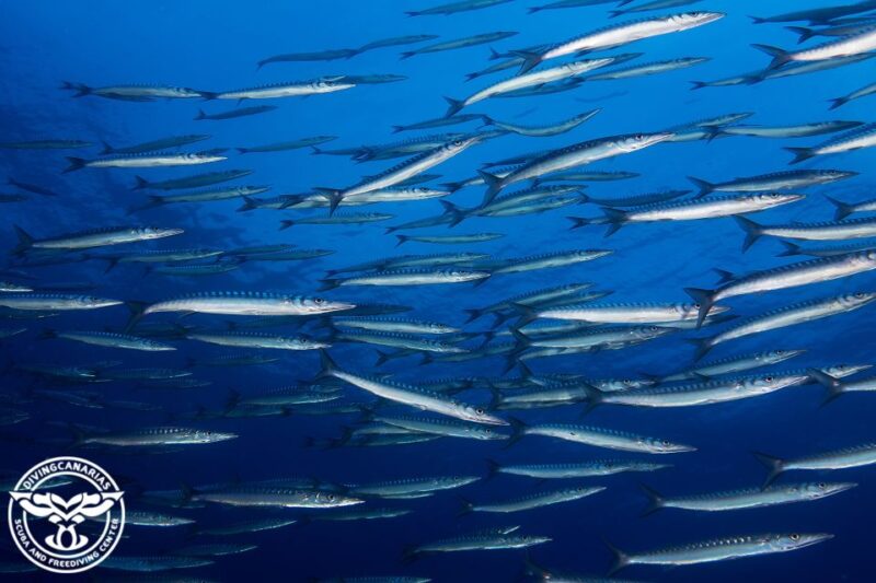 Radazul Beach : Diving Lesson - Key Points