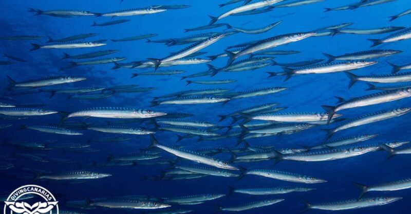 Radazul Beach : Diving Lesson - Highlights of the Experience
