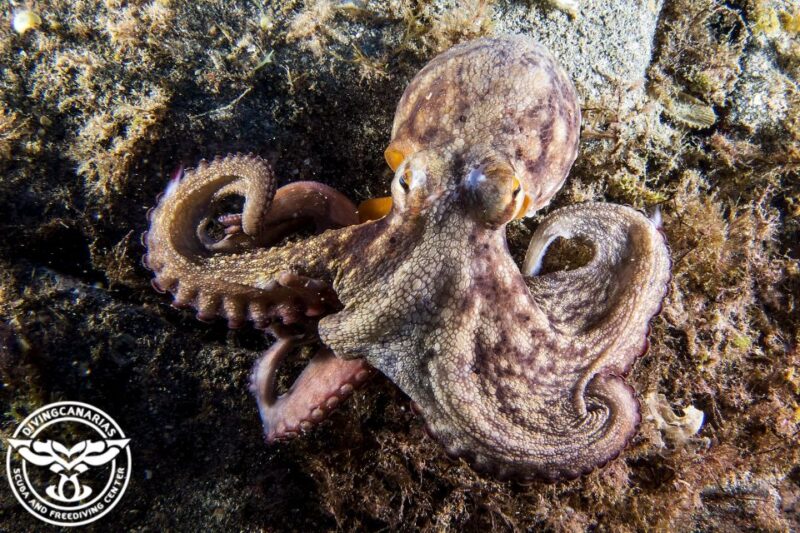 Radazul Beach : Diving Lesson - Duration and Participant Limits