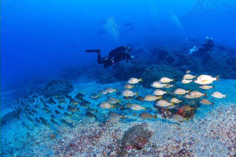 Radazul: Diving Trip in Radazul Bay With Drinks - Key Points