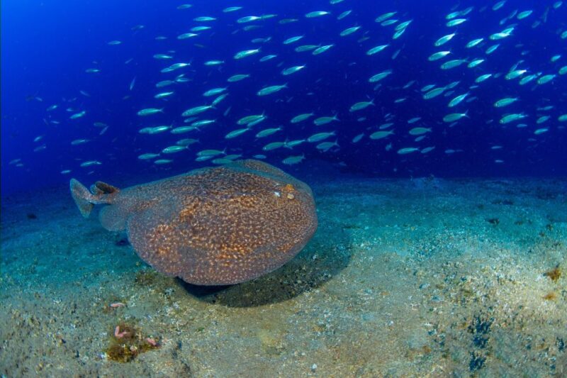 Radazul: Diving Trip in Radazul Bay With Drinks - Dive Site Variety