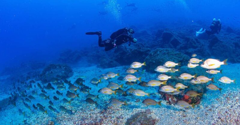Radazul: Diving Trip in Radazul Bay With Drinks - Rental Equipment