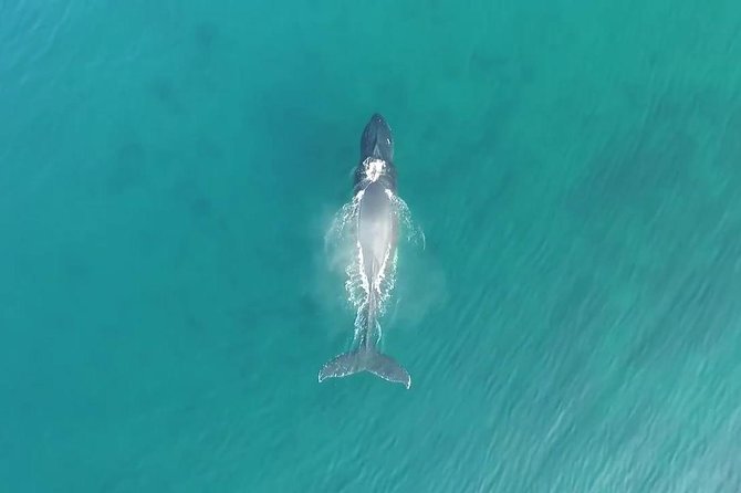 RAFT ADVENTURE - Whale Watch Discovery - Narrated Whale Watching Tour