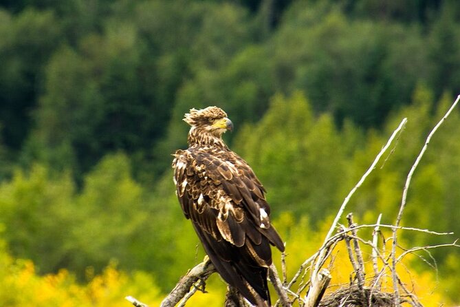 Rafting to Chilkat Bald Eagle Preserve From Haines - Meeting and Pickup