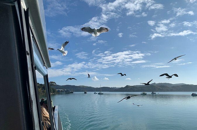 Raglan Scenic Nature Boat Cruise - The Sum Up