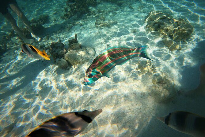Raiatea-Tahaa Snorkeling in our beautiful Coral Garden - Introduction