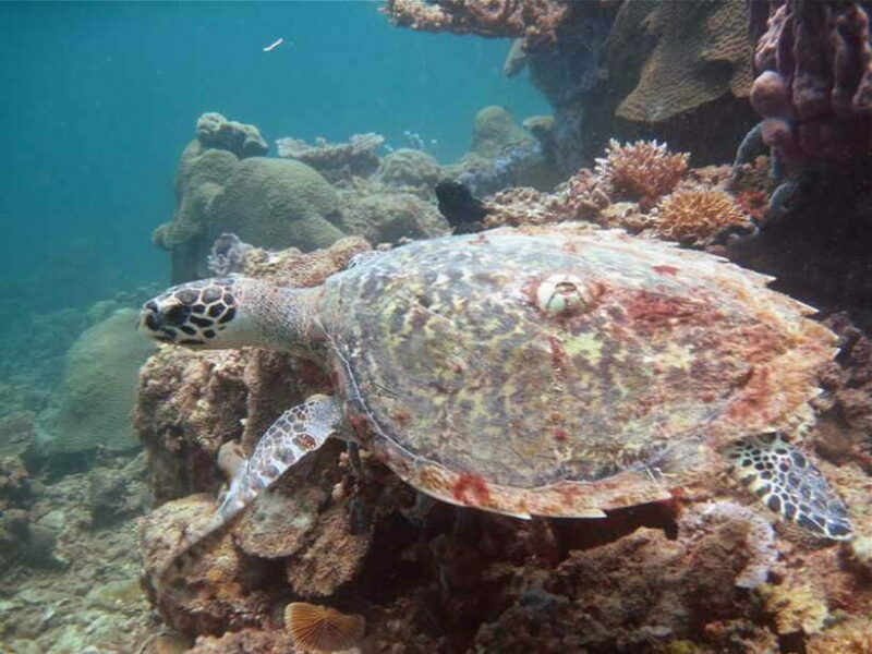 RAID Try-Dive in Kota Kinabalu, Sabah - Conclusions: Is This Tour for You?