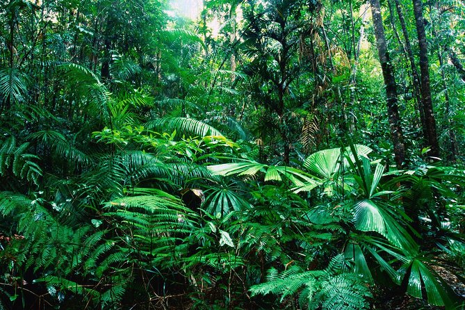 Rain Forest Aerial Tram. Private Tour From San Jose - Exploring the Rainforest Canopy