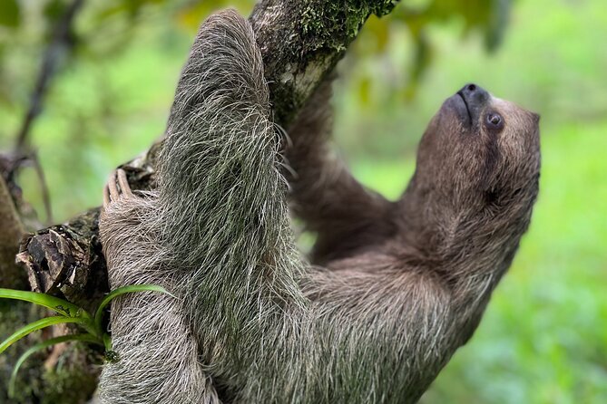 Rain Forest Hike: Rio Celeste Waterfall, Sloth & Butterfly Farm - Transportation and Inclusions