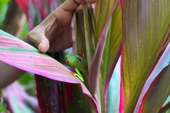 Rain Forest Hike: Rio Celeste Waterfall, Sloth & Butterfly Farm - Lunch at El Sabor De Doña Carmen