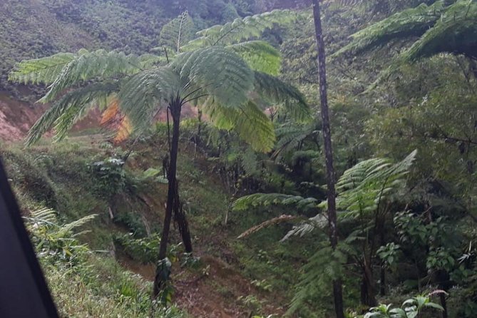 Rain Forest Jungle Tour - Tour Overview