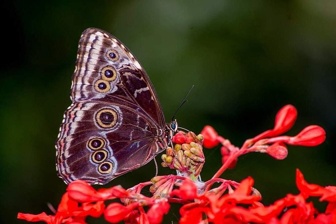 Rain Forest Monteverde,Hanging Bridges, Sloths,Birds Watching - Tour Details
