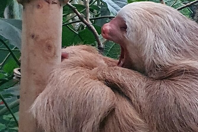 Rain Forest Monteverde,Hanging Bridges, Sloths,Birds Watching - Wildlife and Ecosystems
