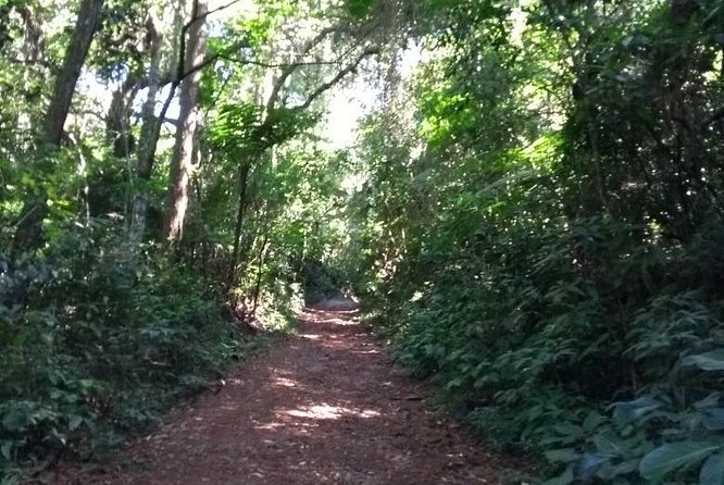 Rain Forest Trail Cantareira Natural Park From Sao Paulo - Key Points