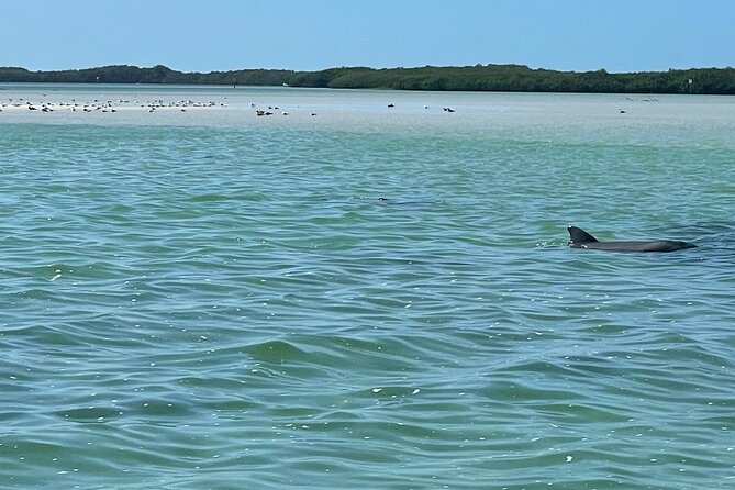 Rainbow Springs Electric Paddle Tour - Wildlife Sightings